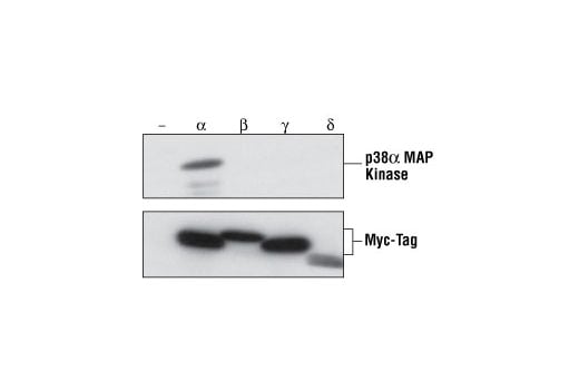 Western Blotting Image 2: p38 alpha MAPK Antibody