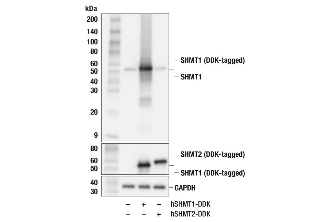 Western Blotting Image 3: SHMT1 (F5Q3S) Rabbit Monoclonal Antibody