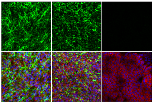 Immunofluorescence Image 2: COL5A1 (E6U9W) Rabbit Monoclonal Antibody