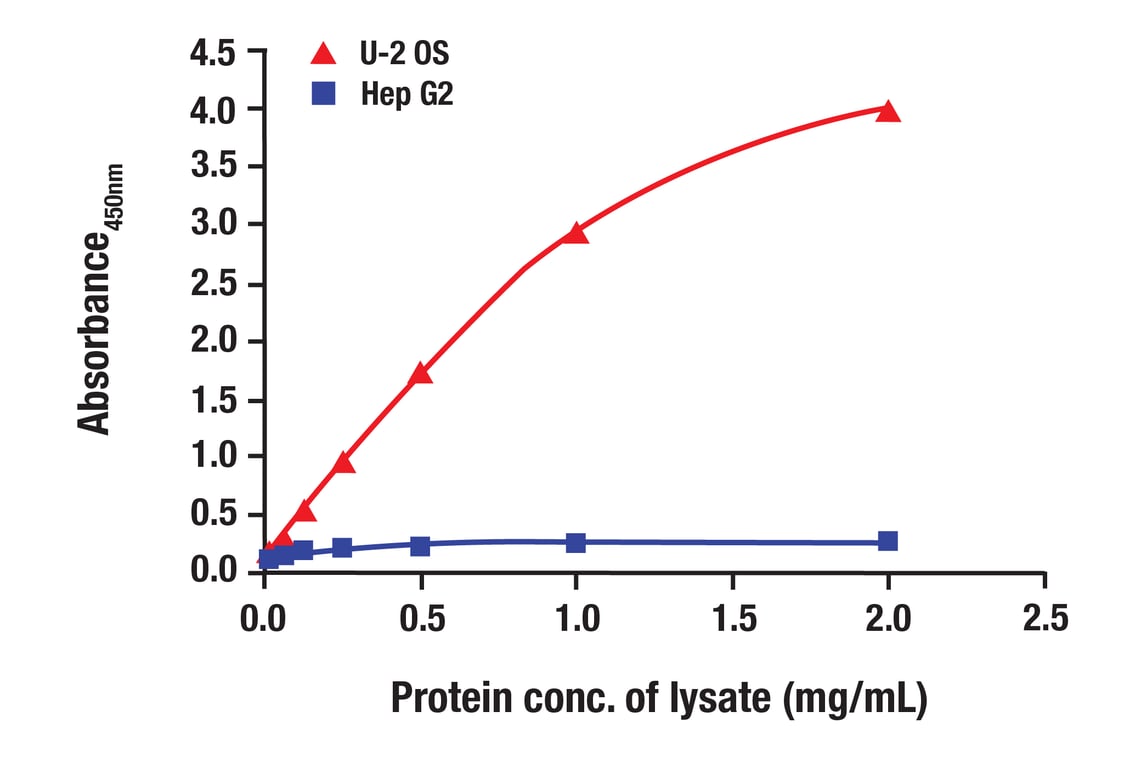 ELISA and/or ELISA-like Assays Image 2: Cyclin E1 (HE12) Mouse Monoclonal Antibody (BSA and Azide Free)