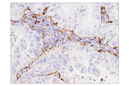 Immunohistochemistry Image 2: CD14 (D7A2T) Rabbit Monoclonal Antibody (BSA and Azide Free)