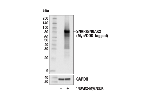 Western Blotting Image 3: SNARK/NUAK2 (E4V4Q) Rabbit Monoclonal Antibody