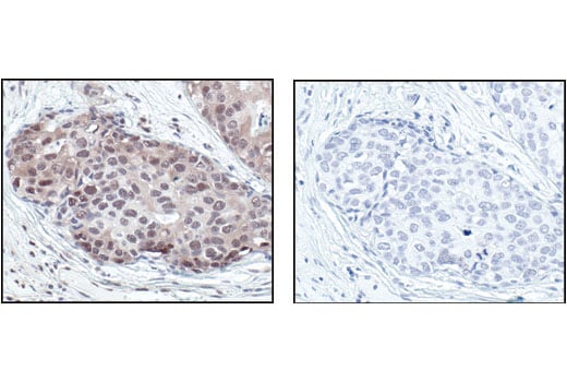 Immunohistochemistry Image 3: Phospho-(Ser/Thr) PKA Substrate Antibody