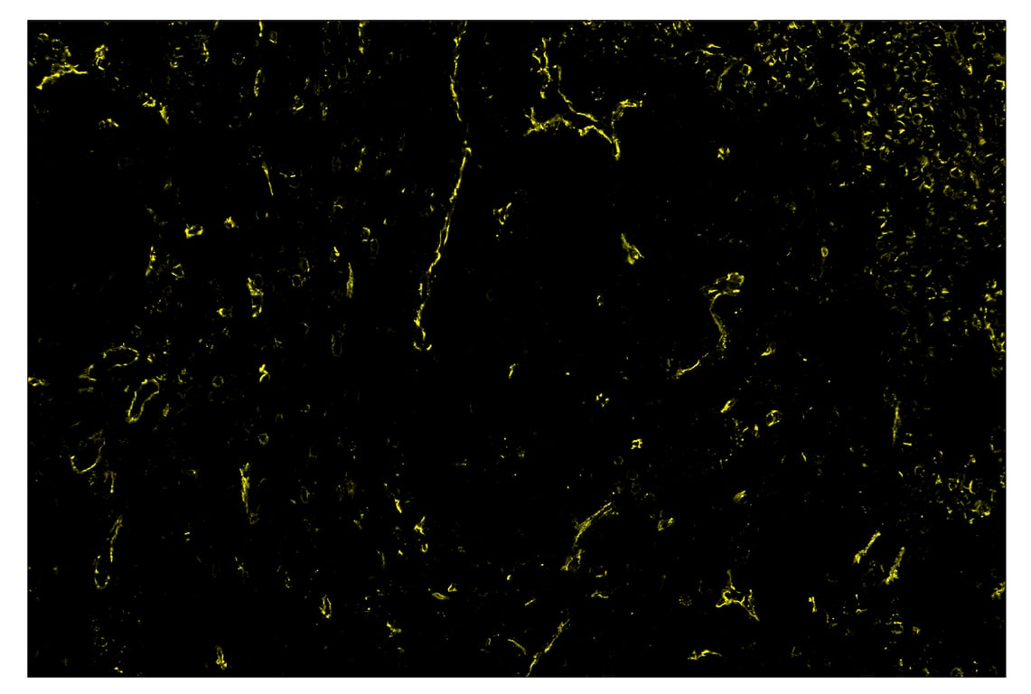 Immunohistochemistry Image 3: CD31 (PECAM-1) (89C2) & CO-0028-488 SignalStar<sup>™</sup> Oligo-Antibody Pair