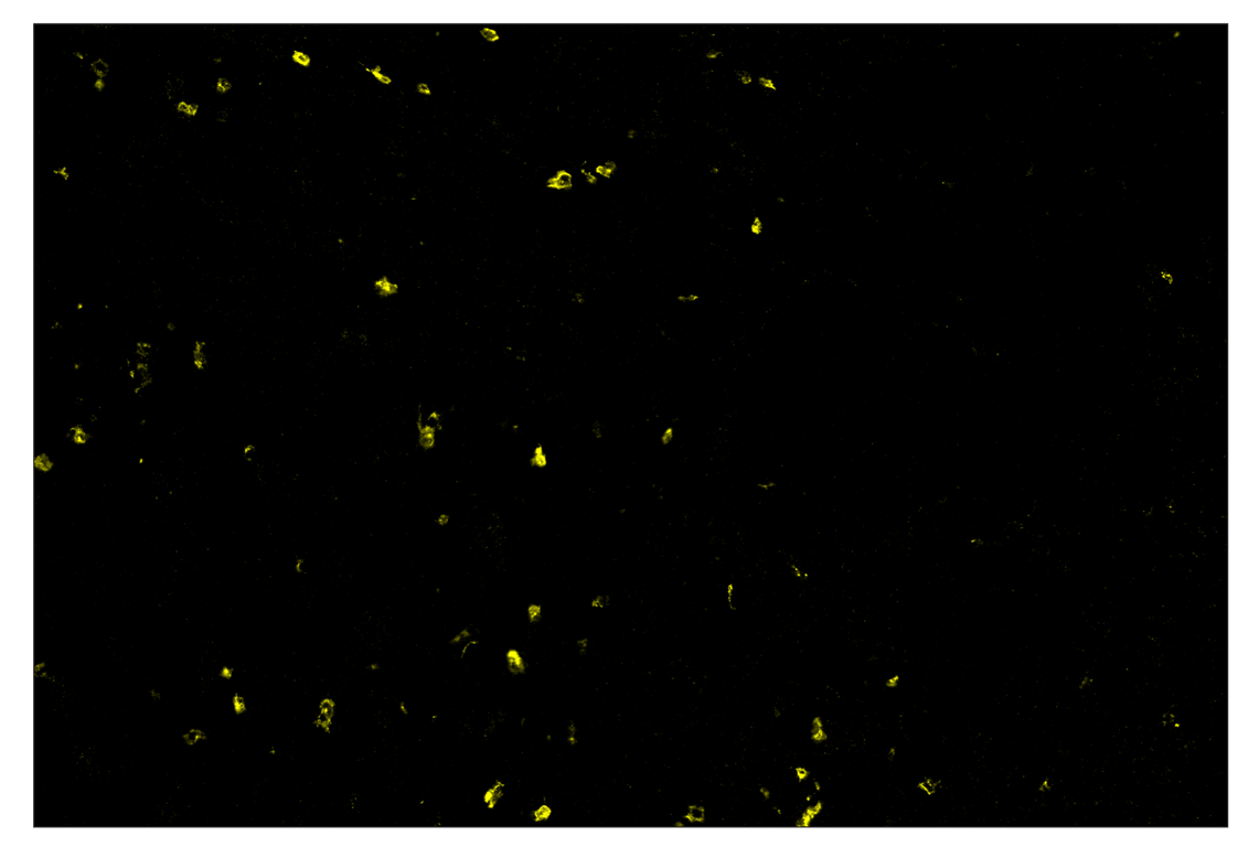 Immunohistochemistry Image 3: XCR1 (D2F8T) & CO-0015-488 SignalStar<sup>™</sup> Oligo-Antibody Pair