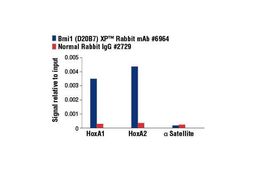 Chromatin Immunoprecipitation Image 3: Bmi1 (D20B7) Rabbit Monoclonal Antibody