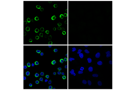 Immunofluorescence Image 1: Myeloperoxidase (E1E7I) Rabbit Monoclonal Antibody (BSA and Azide Free)