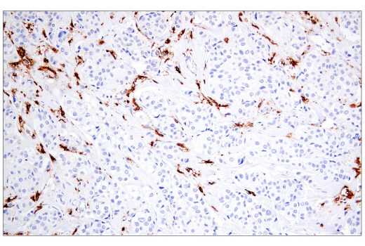 Immunohistochemistry Image 4: MHC Class II (LGII-612.14) Mouse Monoclonal Antibody (BSA and Azide Free)