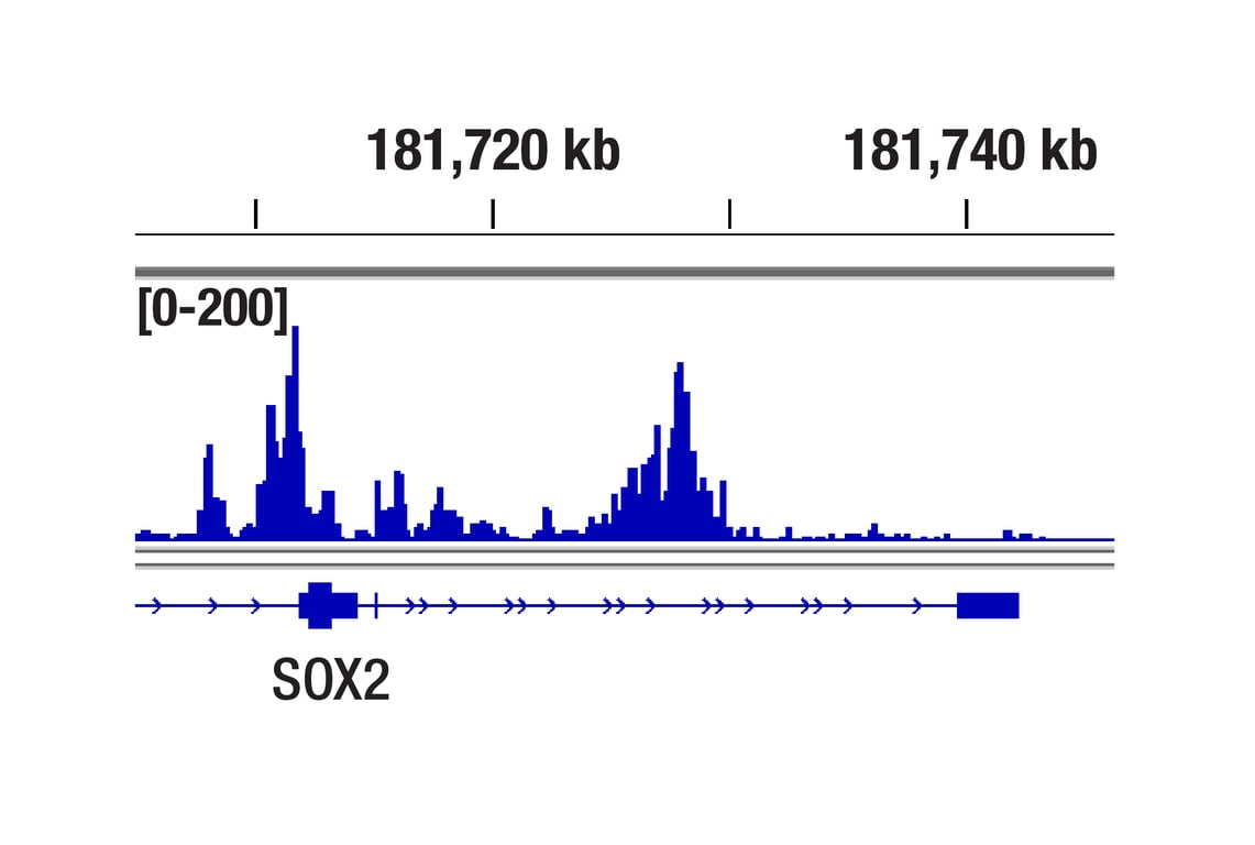 CUT & Tag Image 1: Nanog (D73G4) Rabbit Monoclonal Antibody (ChIP Formulated)