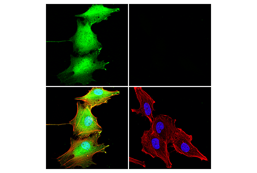 Immunofluorescence Image 1: MIF (E8S8H) Rabbit Monoclonal Antibody