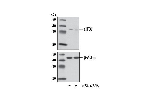 Western Blotting Image 2: eIF3J (D21G7) Rabbit Monoclonal Antibody