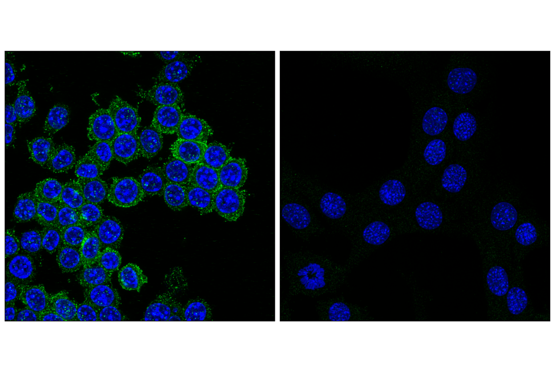 Immunofluorescence Image 1: Claudin-11 (F5C7W) Rabbit Monoclonal Antibody