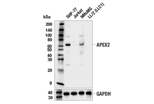 Western Blotting Image 2: APEX2 (E5A2Z) Rabbit Monoclonal Antibody