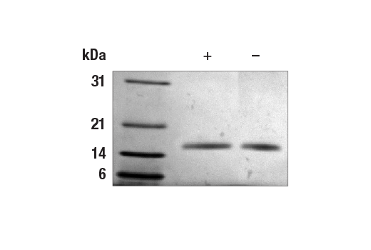 undefined Image 2: Human FGF-acidic/FGF1 Recombinant Protein