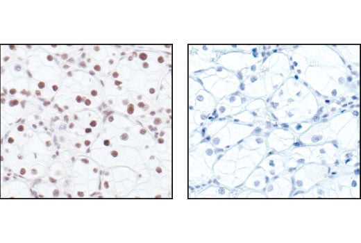Immunohistochemistry Image 1: Phospho-Rpb1 CTD (Ser2/5) Antibody