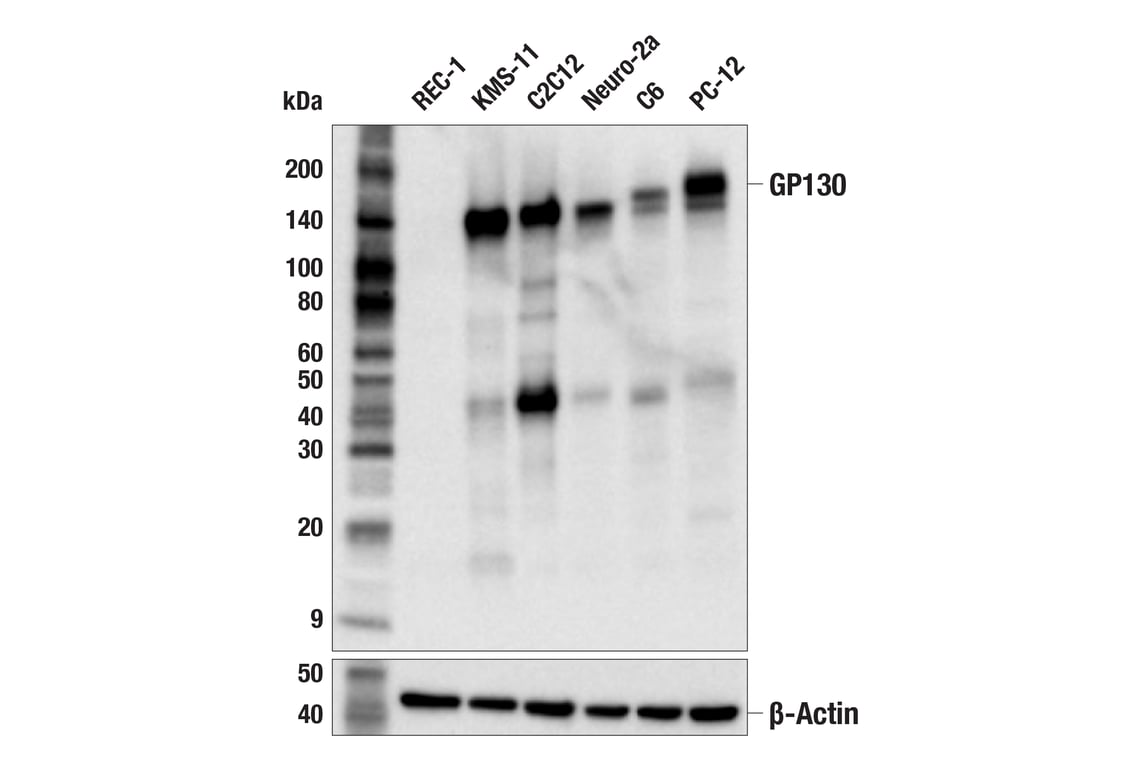 Western Blotting Image 2: GP130 (E6X8S) Rabbit Monoclonal Antibody