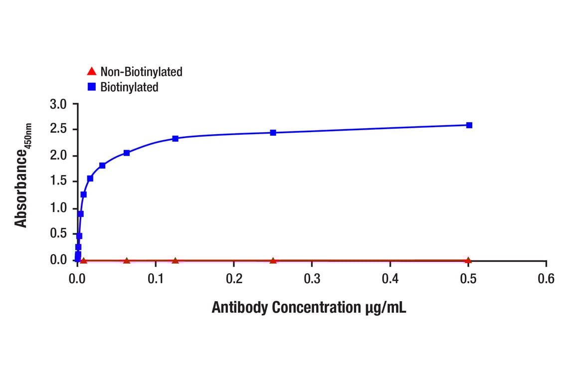 ELISA and/or ELISA-like Assays Image 1: beta-Actin (13E5) Rabbit Monoclonal Antibody (Biotinylated)
