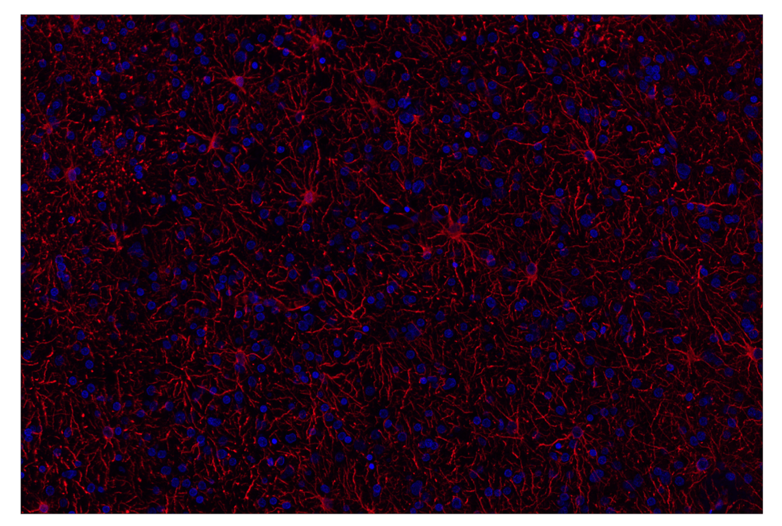 Immunohistochemistry Image 3: GFAP (E4L7M) & CO-0097-647 SignalStar<sup>™</sup> Oligo-Antibody Pair