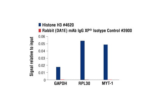 Chromatin Immunoprecipitation Image 1: Rabbit (DA1E) Monoclonal Antibody IgG Isotype Control