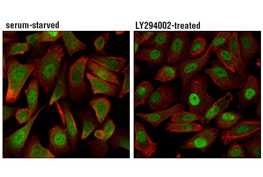 Immunofluorescence Image 1: FoxO3a (D7D3Y) Mouse Monoclonal Antibody