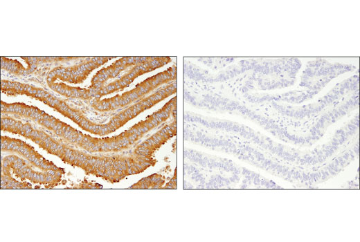 Immunohistochemistry Image 2: Dynactin p150Glued (D1W1O) Rabbit Monoclonal Antibody