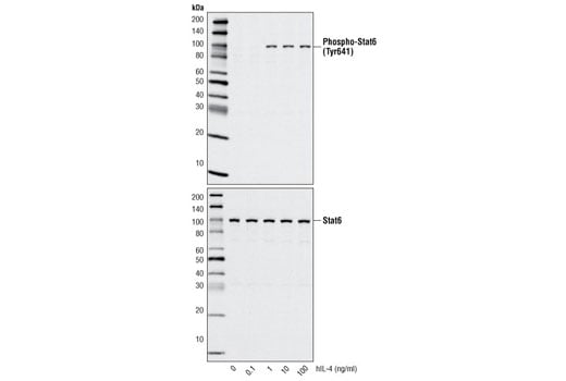 undefined Image 3: Human Interleukin-4 (hIL-4)
