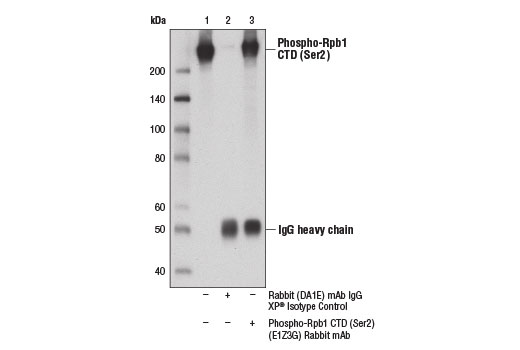 Immunoprecipitation Image 1: Phospho-Rpb1 CTD (Ser2) (E1Z3G) Rabbit Monoclonal Antibody