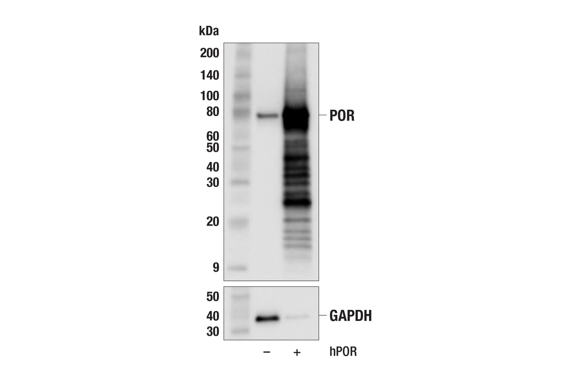 Western Blotting Image 2: POR (F6Y3C) Rabbit Monoclonal Antibody