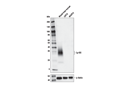 Western Blotting Image 2: Ly-6G (E6Z1T) Rabbit Monoclonal Antibody