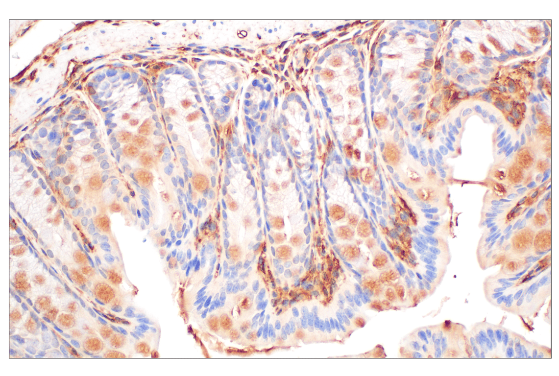Immunohistochemistry Image 13: Annexin V (E3W8V) Rabbit Monoclonal Antibody (BSA and Azide Free)