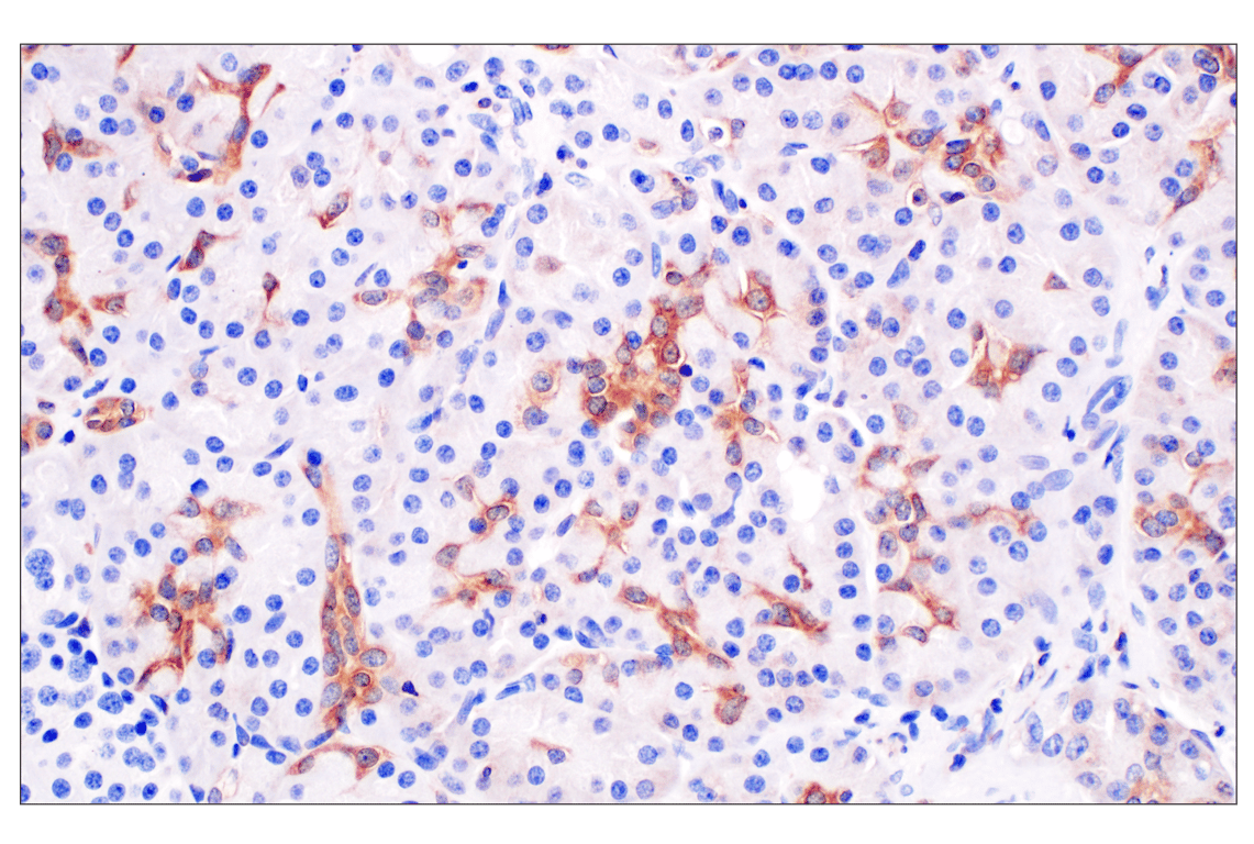 Immunohistochemistry Image 5: SHMT1 (F5Q3S) Rabbit Monoclonal Antibody