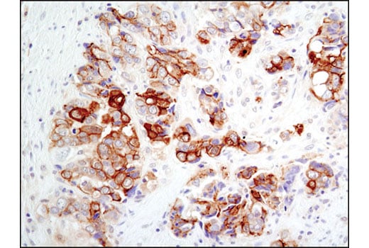 Immunohistochemistry Image 1: NDRG1 Antibody