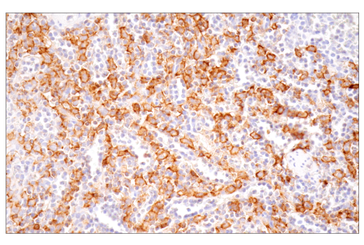 Immunohistochemistry Image 4: CD16 (D1N9L) Rabbit Monoclonal Antibody (BSA and Azide Free)