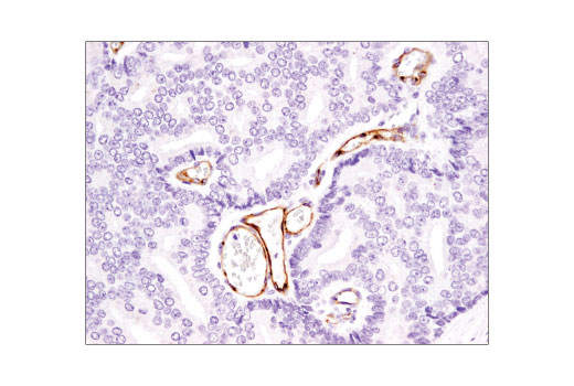 Immunohistochemistry Image 2: eNOS (D8A6N) Rabbit Monoclonal Antibody