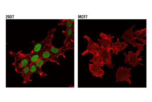 Immunofluorescence Image 1: Pax6 (D3A9V) Rabbit Monoclonal Antibody (BSA and Azide Free)