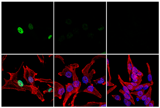 Immunofluorescence Image 1: C/EBP beta (E2K1U) Rabbit Monoclonal Antibody