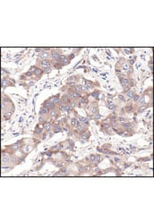 Immunohistochemistry Image 1: S6 Ribosomal Protein (54D2) Mouse Monoclonal Antibody (BSA and Azide Free)