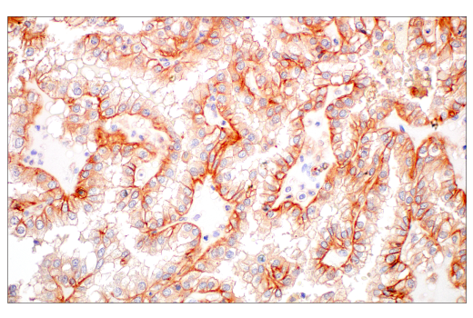 Immunohistochemistry Image 4: JAM-A (E8D2N) Rabbit Monoclonal Antibody