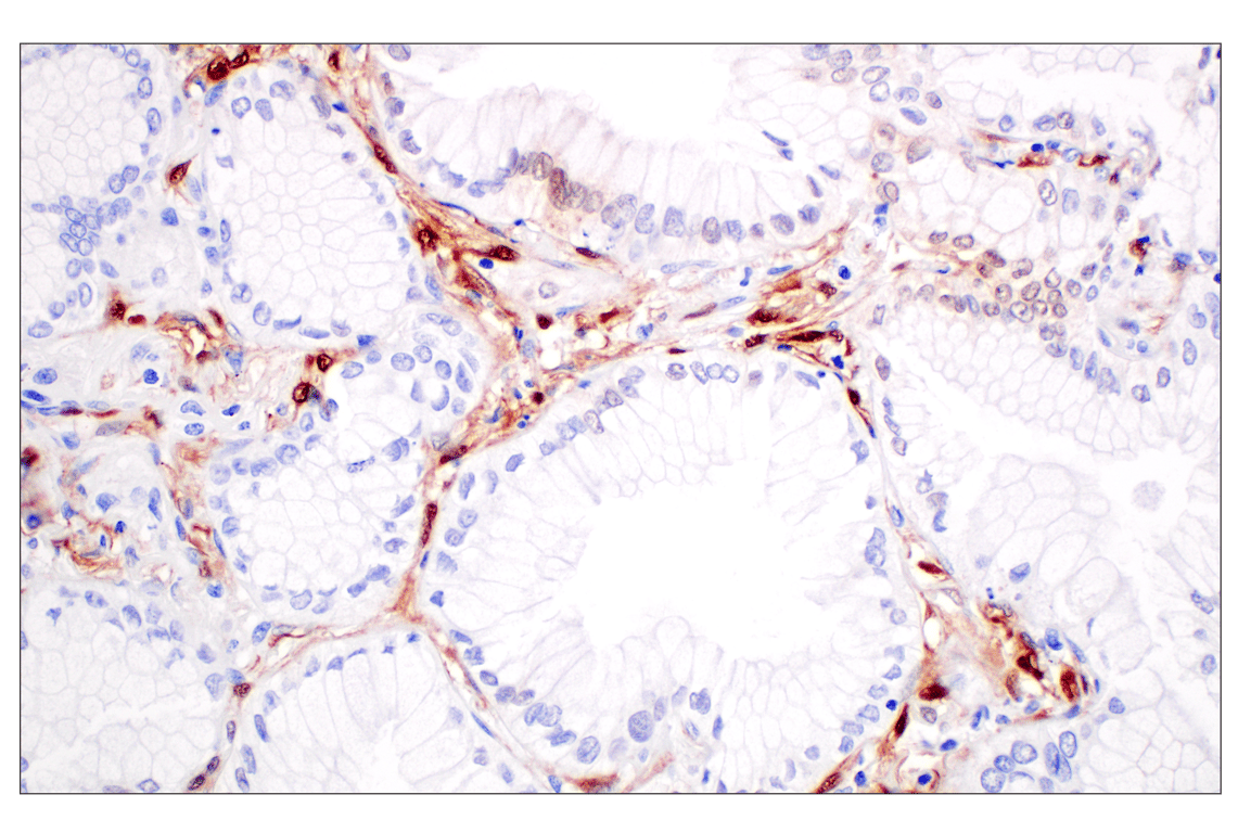 Immunohistochemistry Image 8: Phospho-p44/42 MAPK (Erk1/2) (Thr202/Tyr204) (D13.14.4E) Rabbit Monoclonal Antibody (BSA and Azide Free)