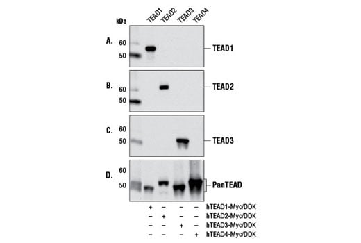 Western Blotting Image 2: TEAD1 (D9X2L) Rabbit Monoclonal Antibody (BSA and Azide Free)
