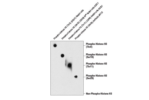 undefined Image 1: Phospho-Histone H3 (Thr3) (D5G1I) Rabbit Monoclonal Antibody