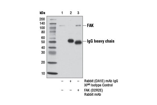 Immunoprecipitation Image 1: FAK (D2R2E) Rabbit Monoclonal Antibody