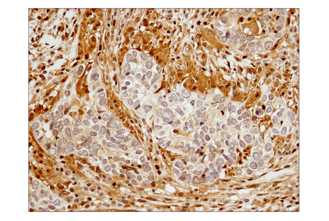 undefined Image 35: Stat Antibody Sampler Kit II