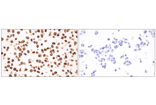 Immunohistochemistry Image 8: CD43 (MT1) Mouse Monoclonal Antibody