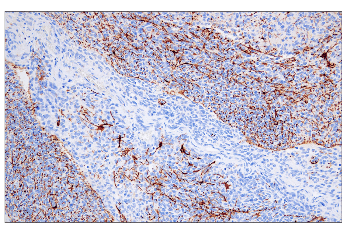 GFAP (E4L7M) XP® Rabbit mAb (BSA and Azide Free) | Cell