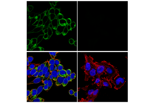 Immunofluorescence Image 1: DPEP-1/MDP (E4O6J) Rabbit Monoclonal Antibody