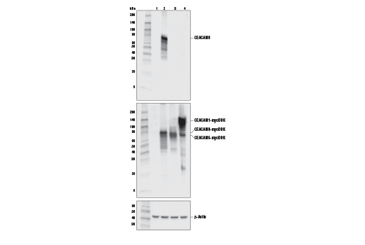 Western Blotting Image 2: CEACAM8 (D2F5U) Rabbit Monoclonal Antibody