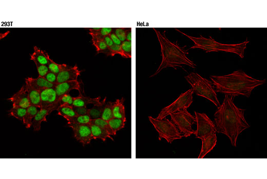 Immunofluorescence Image 1: SV40 Large T Antigen (D1E9E) Rabbit Monoclonal Antibody