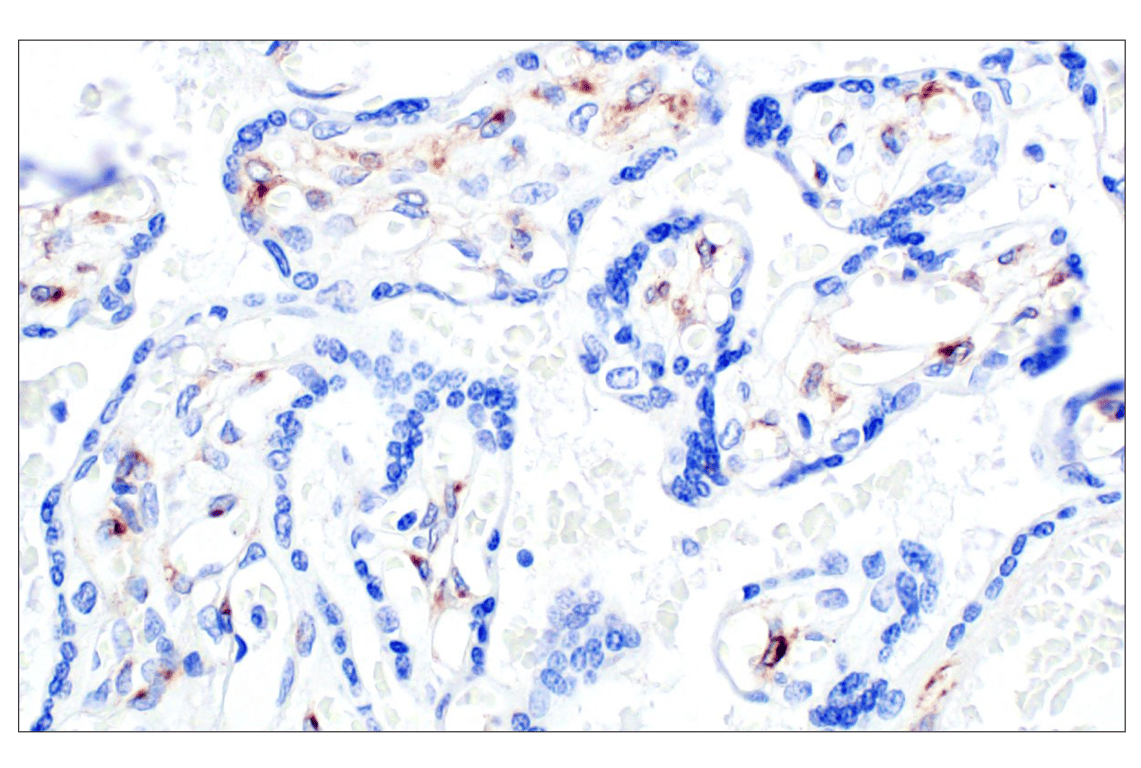 Immunohistochemistry Image 4: DLK1 (F7O3Q) Rabbit Monoclonal Antibody