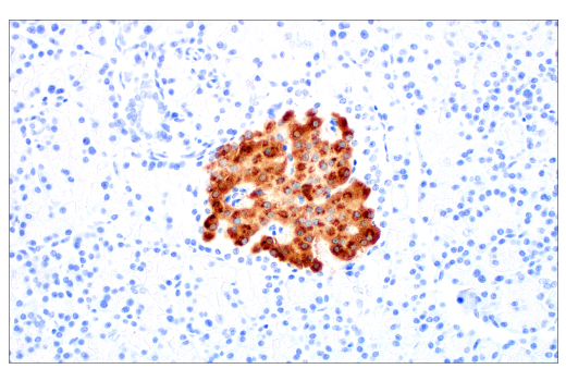 Immunohistochemistry Image 3: C-Peptide (E9C4P) Rabbit Monoclonal Antibody